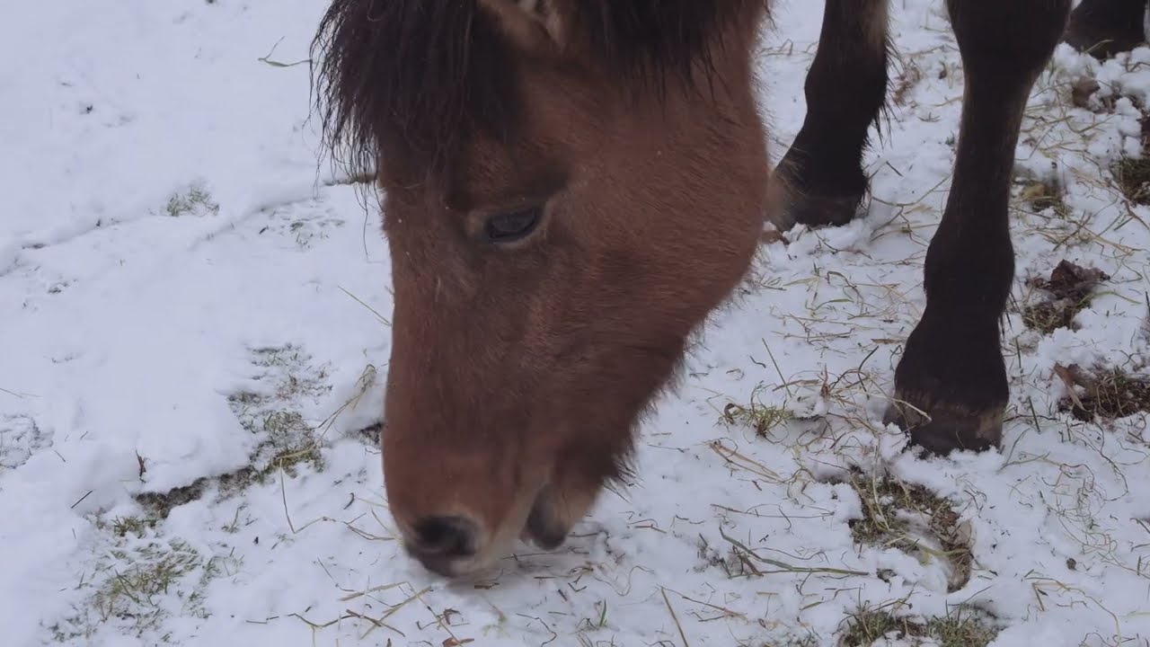 Theod&oacute;r i sn&oslash;v&aelig;r