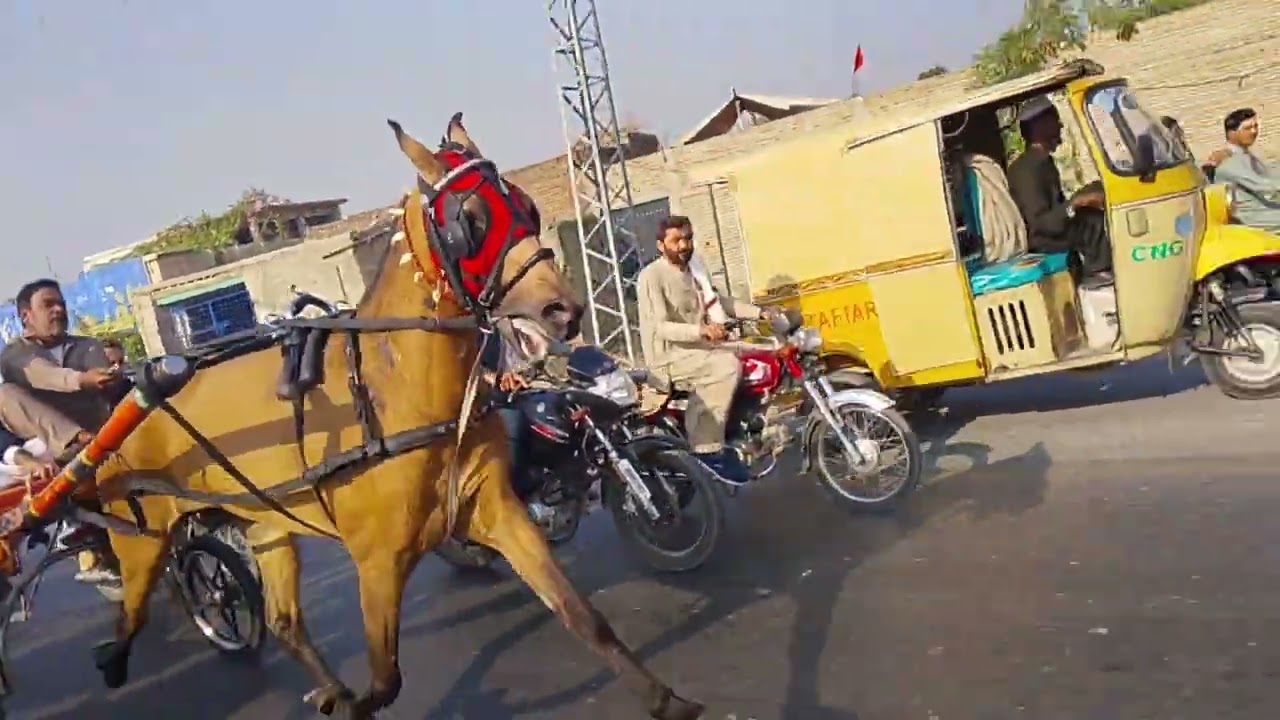 ماشاءاللہ جی جعمہ شغل صوابی اونر انورزیب خان