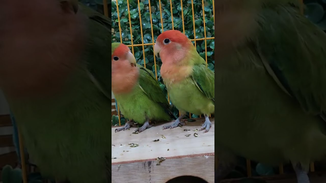 African birds🐥 is live!