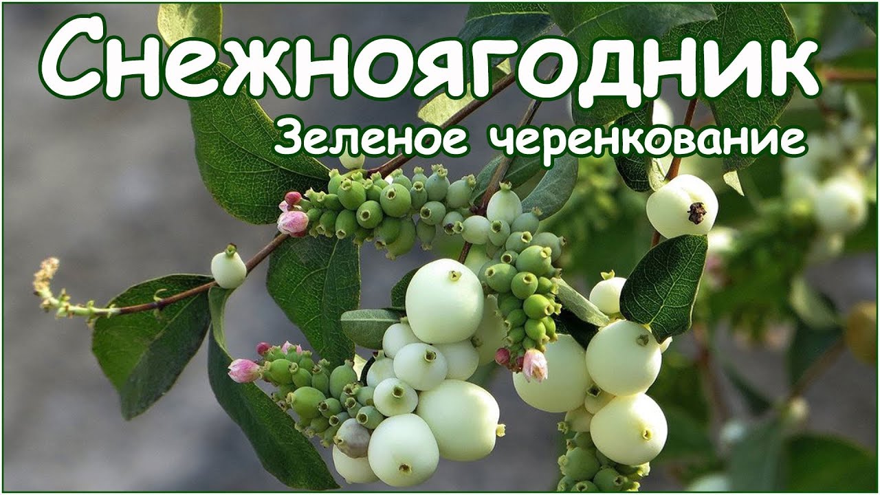 Зеленое черенкование в ПЭТ бутылках - снежноягодник