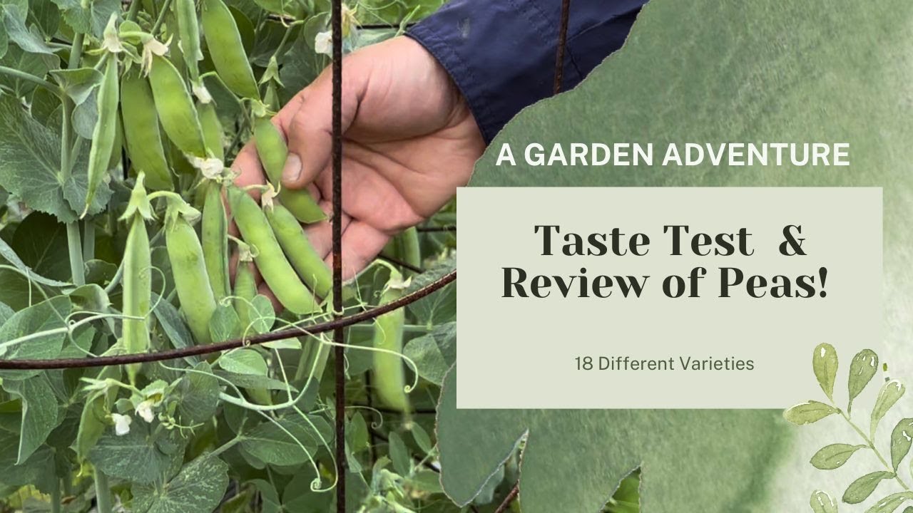 Ranking our Snow, Snap, and Shell Peas!