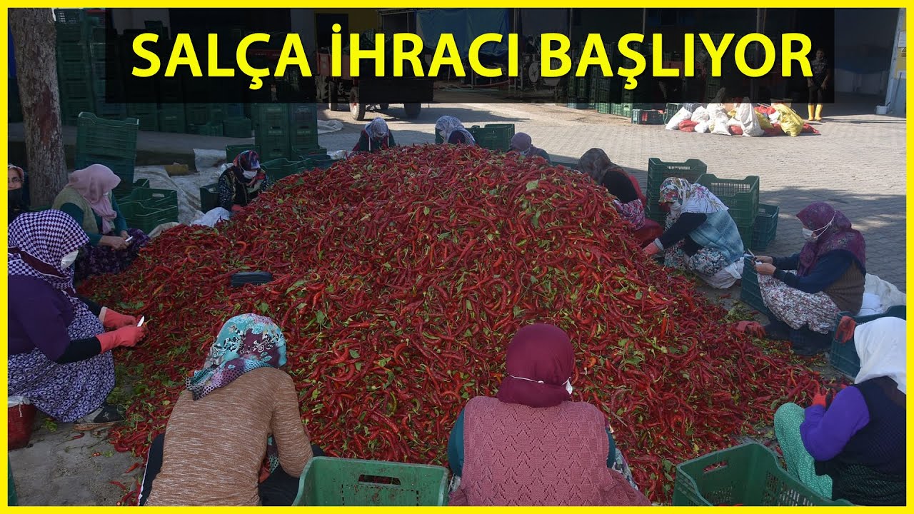 Bursa'da, İhracatlık Salça Sezonu Açıldı