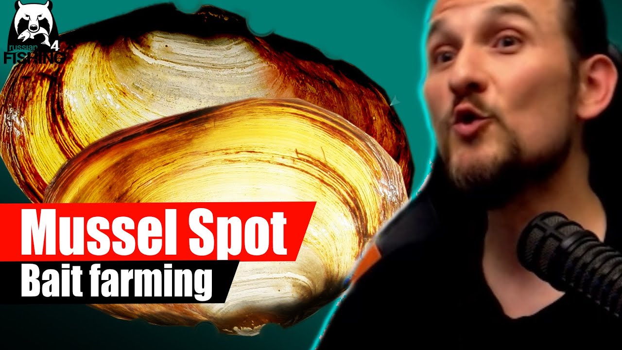 Russian Fishing 4 - Winding Rivulet - Mussel spot, Bait farming