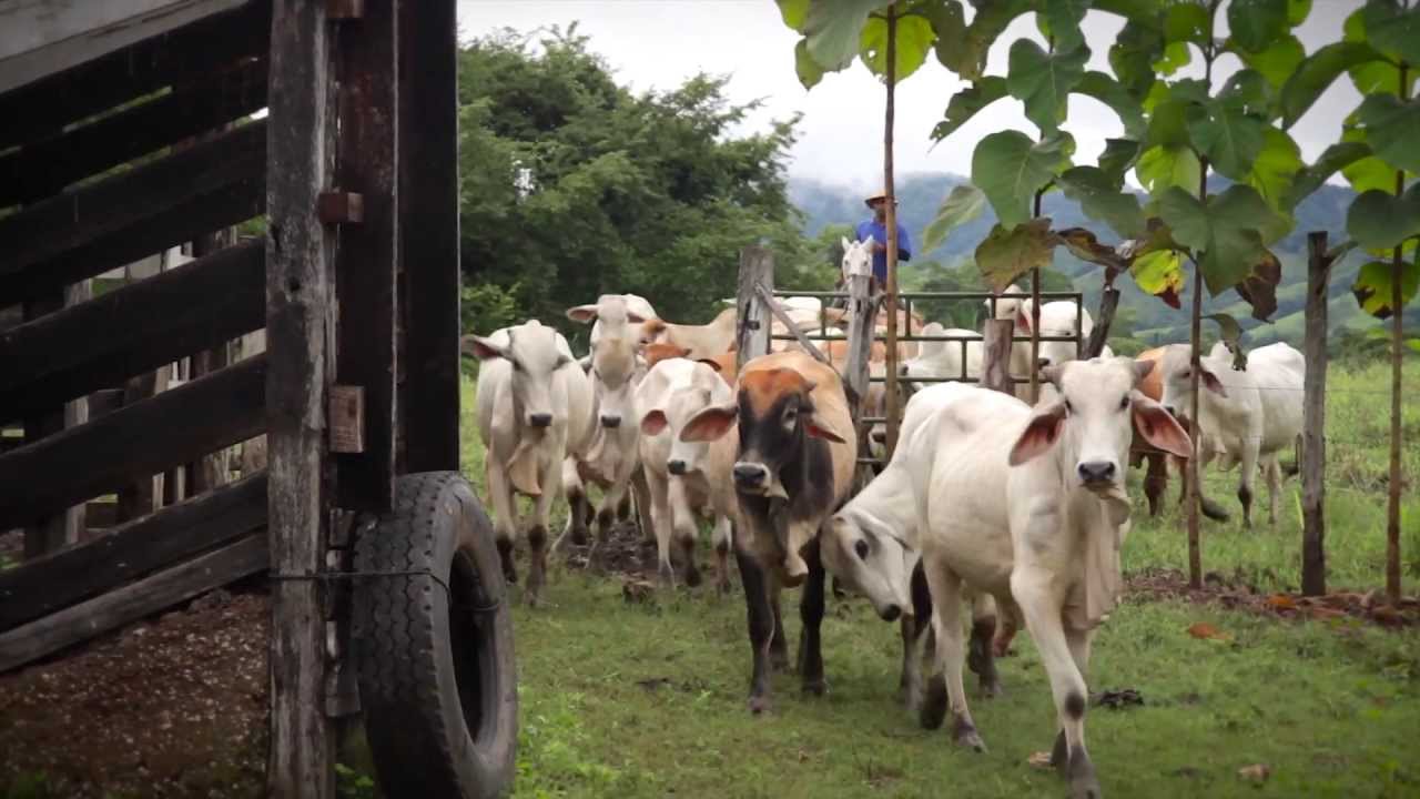 Vacas felices ayudarán a salvar el planeta. Agricultura inteligente en Costa Rica