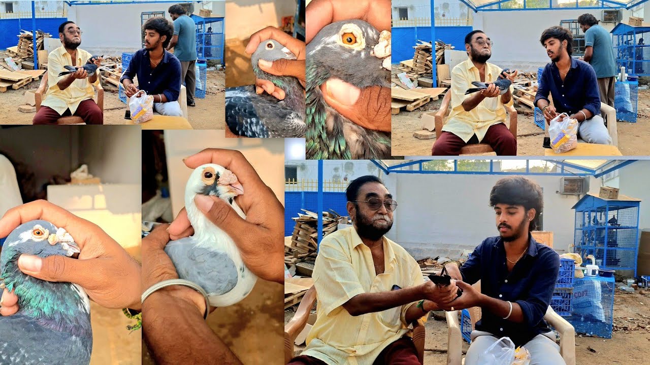 DIAS HOMER AND IMPORTED HOMER BREAD SALEM CHANDRAN SIR LOFT TOP BIRDS FOR SHOW