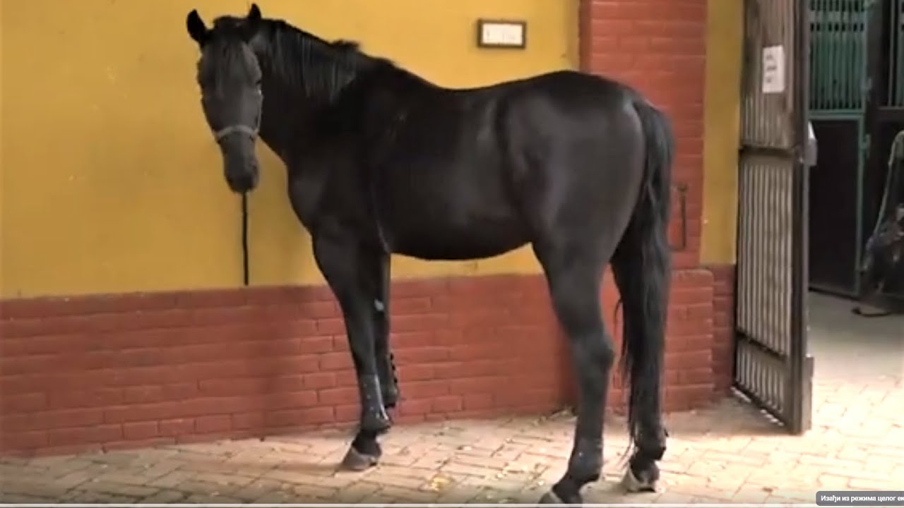 Konji rase Nonijus u Konjičkom vodu Garde VS  Karađorđevo Priprema i  jahanje 22 9 2021