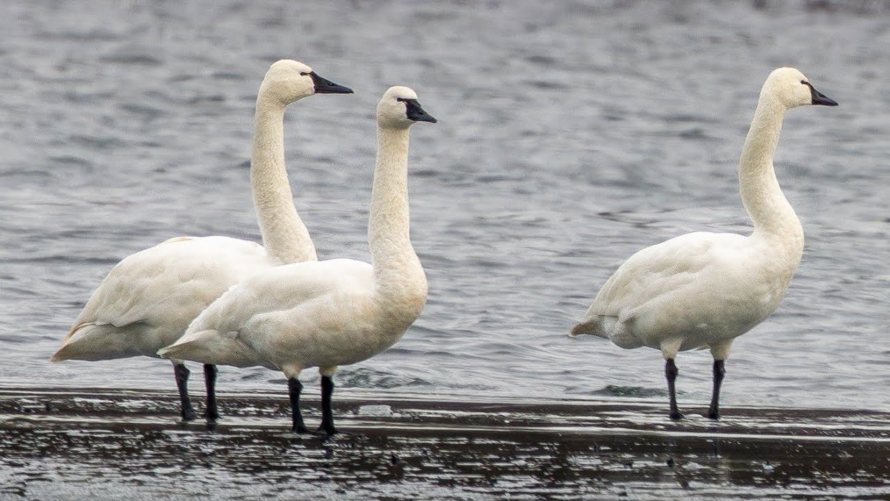 Наблюдение за редкими белощекими казарками и тундровыми лебедями в Лихай-энд-Беркс | Мой орнитоло...