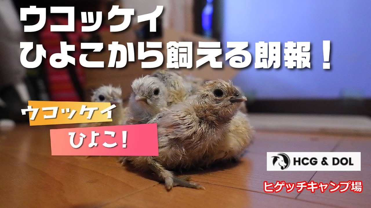 烏骨鶏をヒヨコから飼おう【その1：たまごからひよこへ】