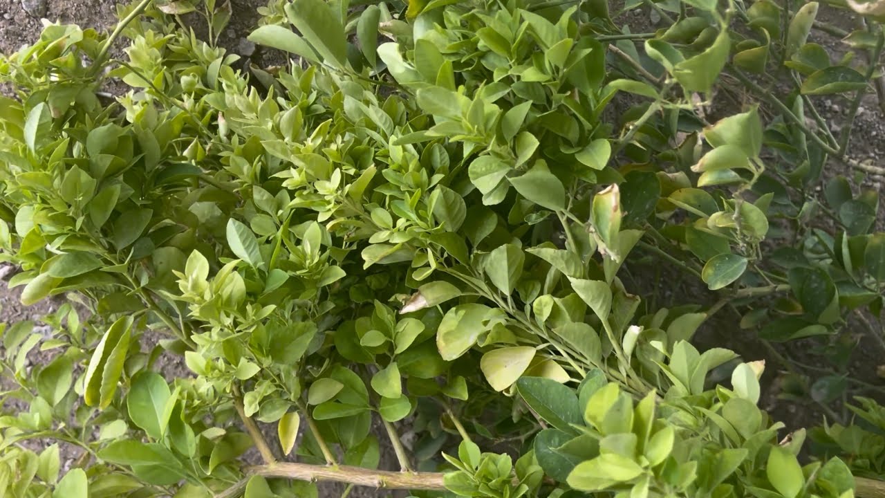 إصابة الليمون بمرض مكنسة العجوز 🧹🍃