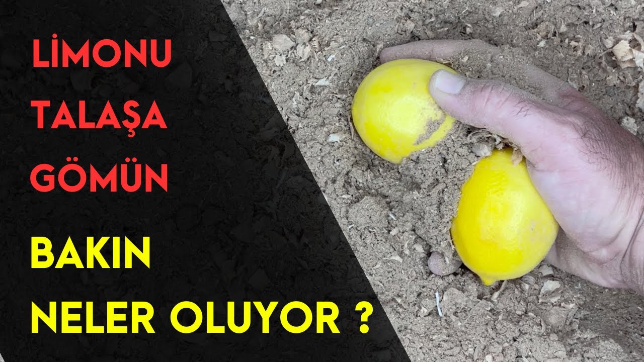 В чем секрет сохранения свежести лимонов в течение 6 месяцев? Получайте более сочные И Свежие Лимоны