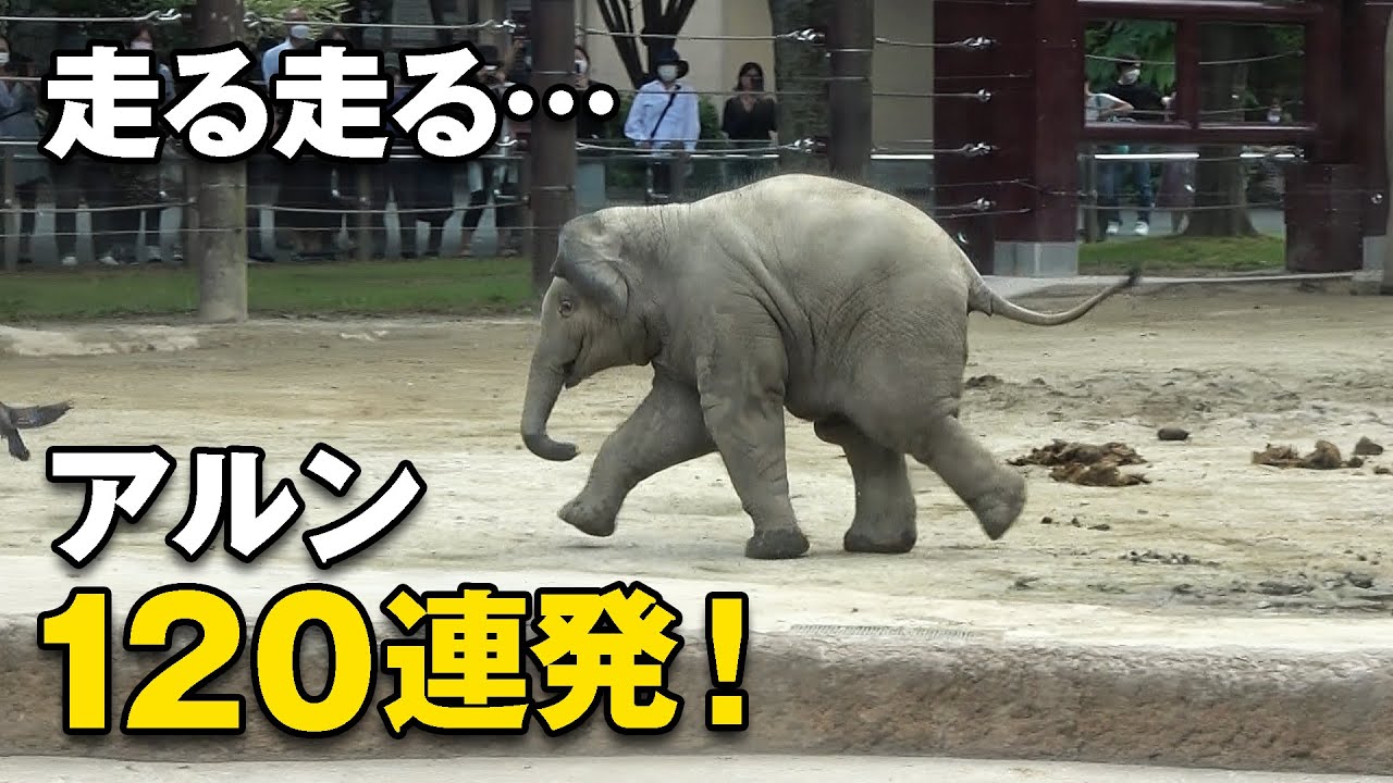 仔象はなぜ走る？走るアルン120連発　Baby elephant runs to ...