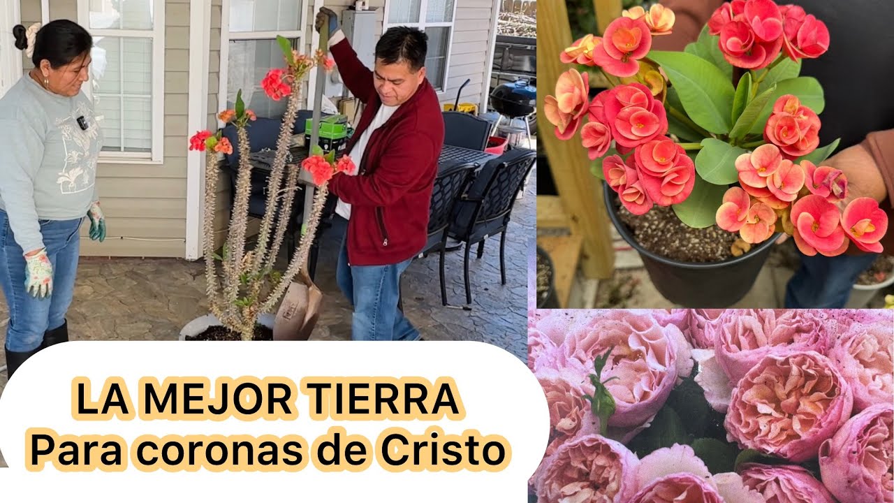 La mejor tierra para Coronas de Cristo y nuevos rosales flores hermosas 