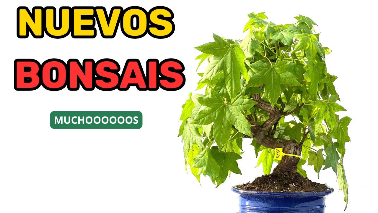 Nuevos árboles a la venta Liquidambar, Kyshu, Alcornoque
