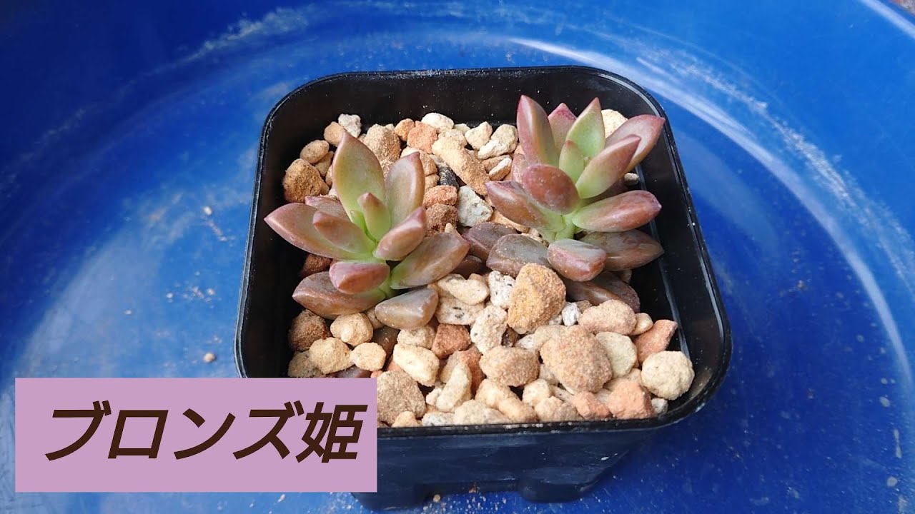 【ブロンズ姫】 暑さ寒さに強く育てやすい定番のブロンズ姫を植え替えしました！