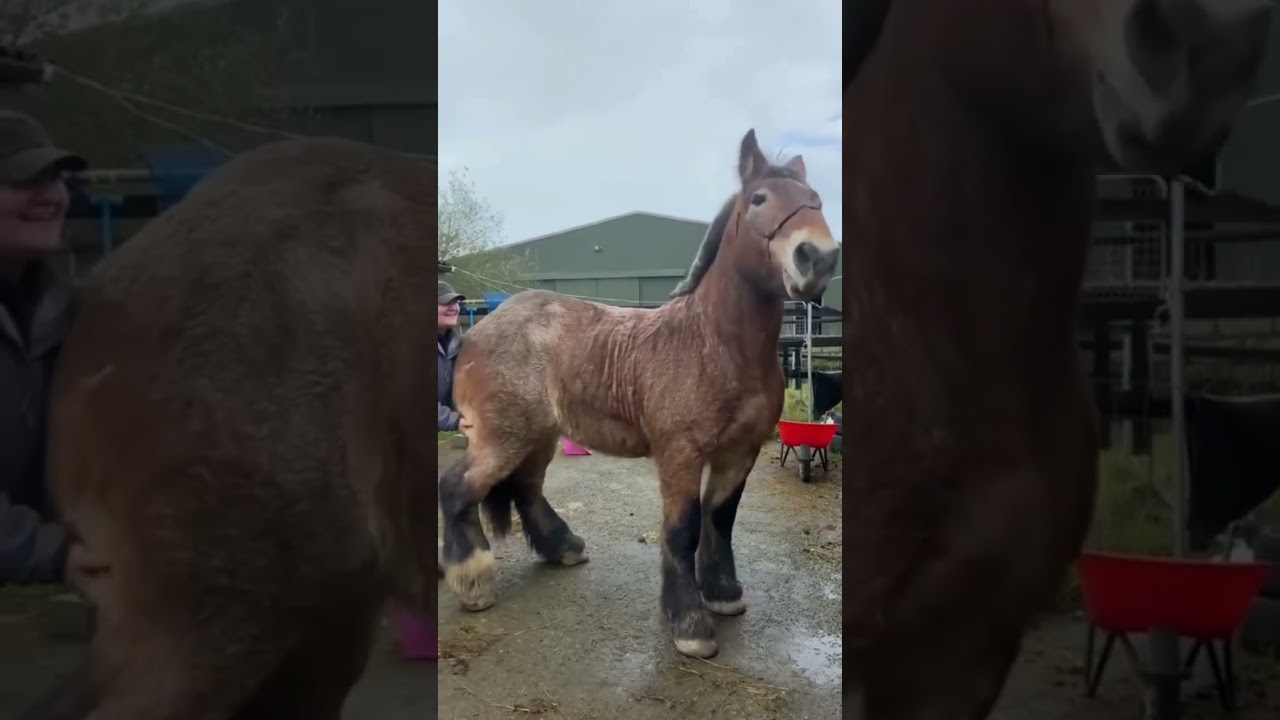 CABALLO PERCHERON
