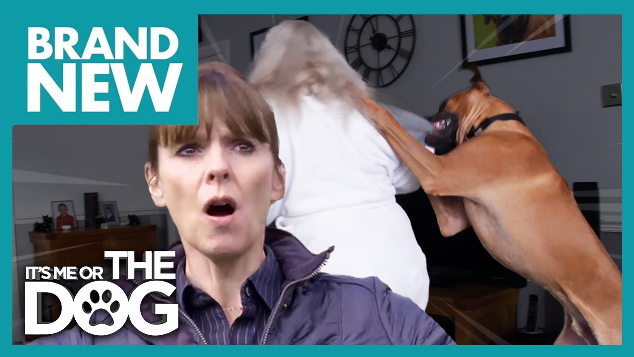 Rhodesian Ridgeback’s Jumping is Getting Out of Hand | Full Episode 205 | It's Me Or The Dog