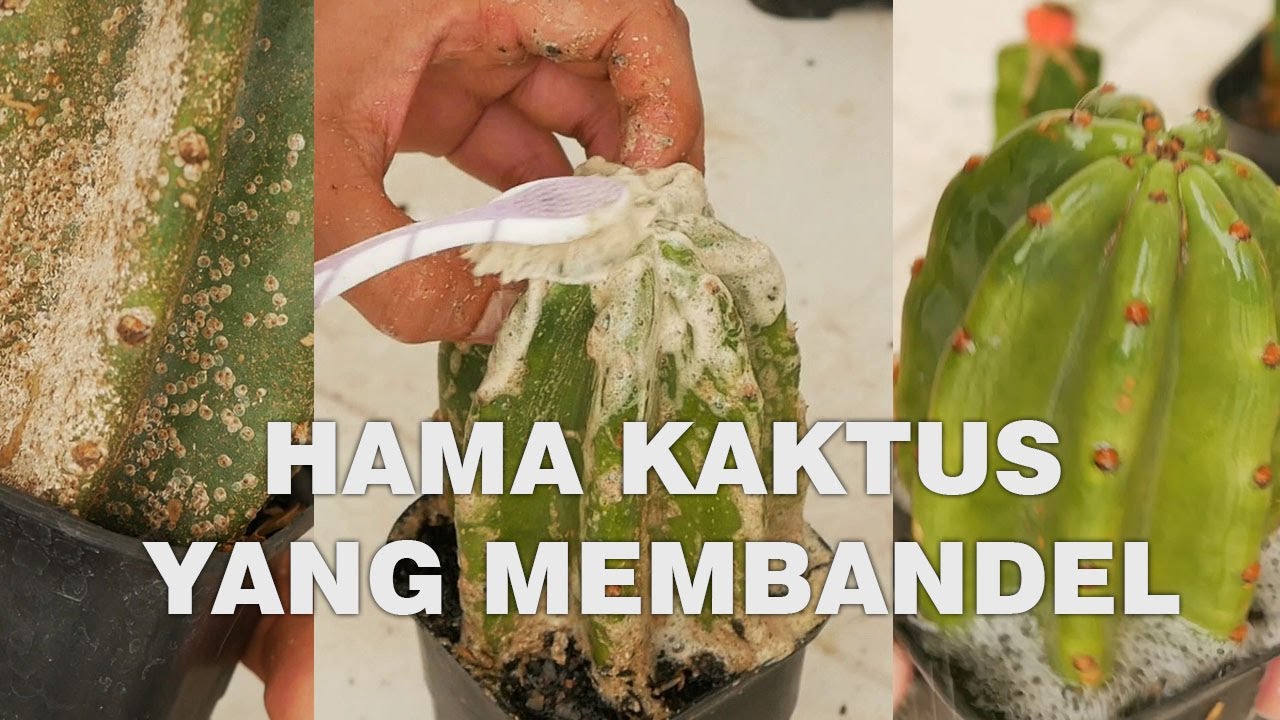 Cara Membasmi Hama Kaktus - Kutu Batok ( Aspidiotus sp )