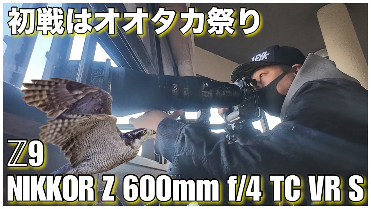 【野鳥撮影】俺のZロクヨン！初戦はオオタカ祭り！！- Z9 ver.5.30 × NIKKOR Z 600mm f/4 TC VR S -