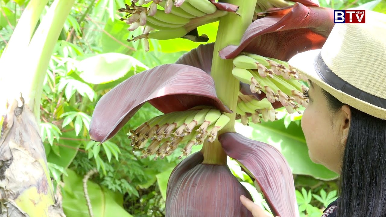 AGRICULTURE/កសិកម្ម : ដំណាំចេកណាំវ៉ាតឿ  (Low stem bananas)