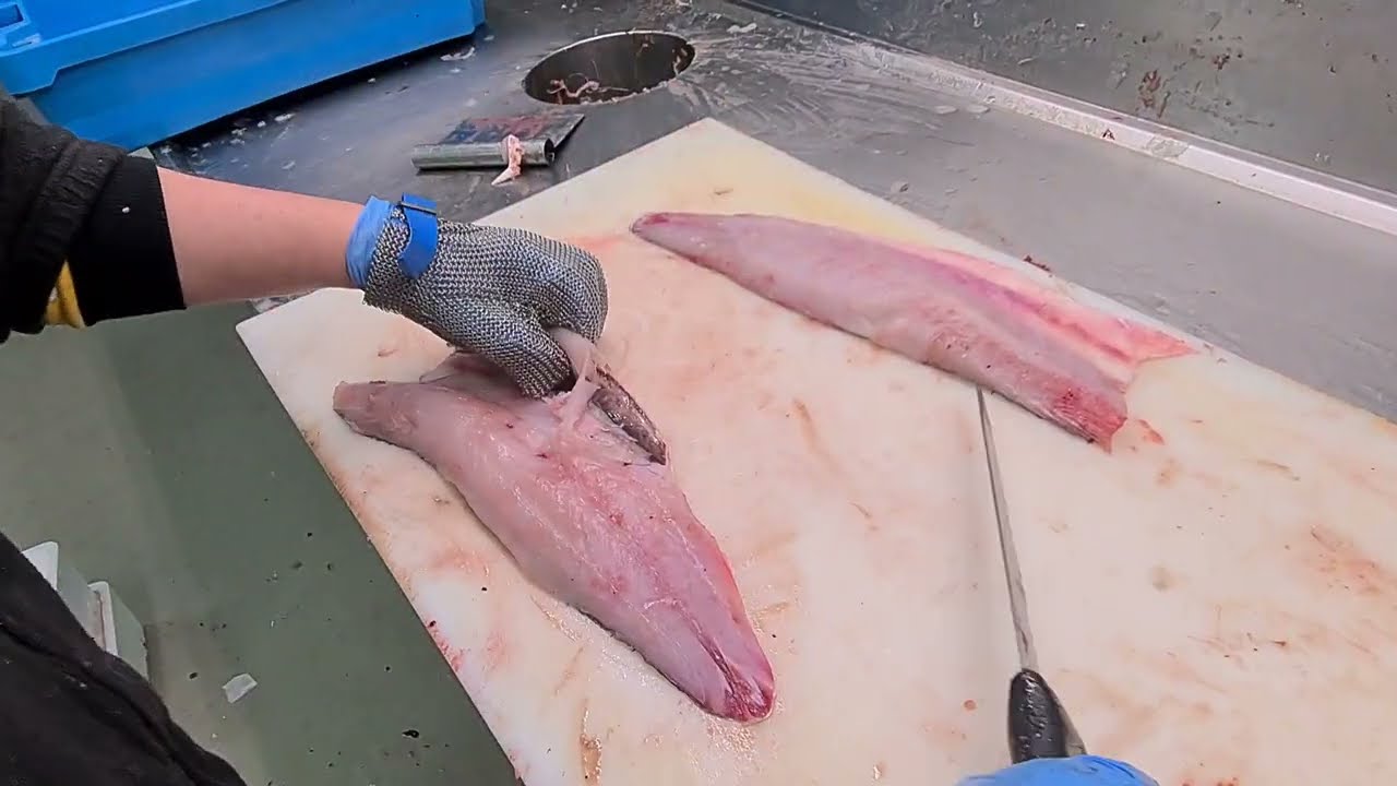 Filleting a grey mullet