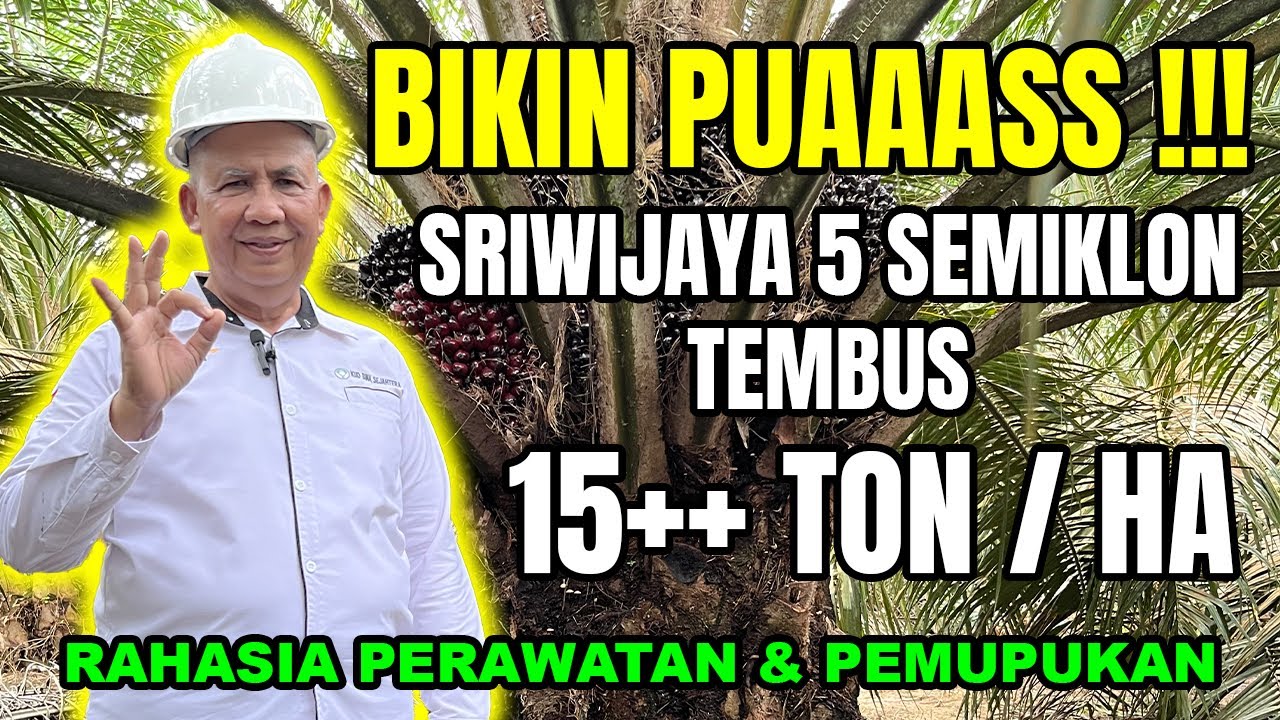 BIKIN PUAASS !!! SRIWIJAYA 5 SEMIKLON TEMBUS 15+++ TON/HA !!