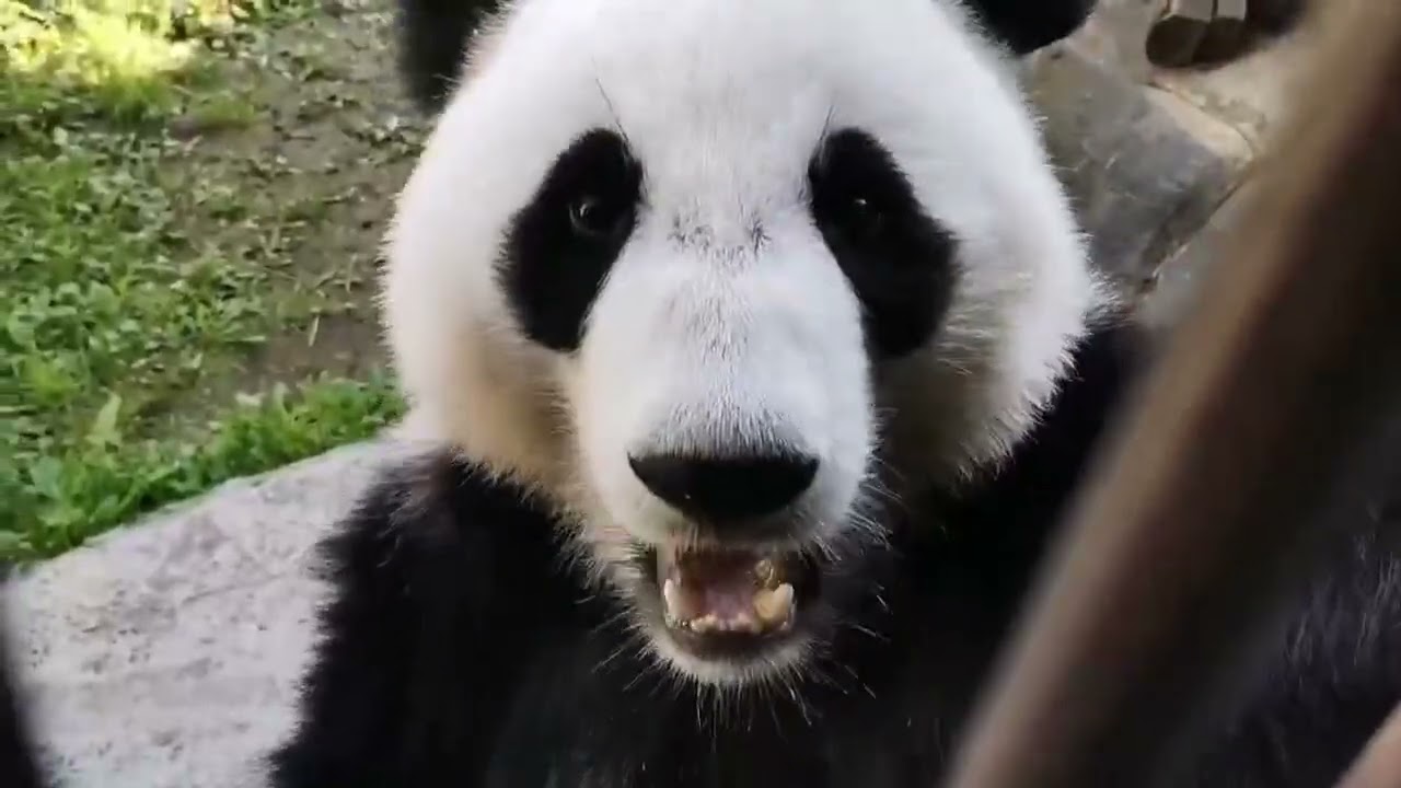 Ну, сползла, как смогла! 😂👍🏻 Катюша и любимый кипер 🐼💕😃Московский зоопарк🐘🐼