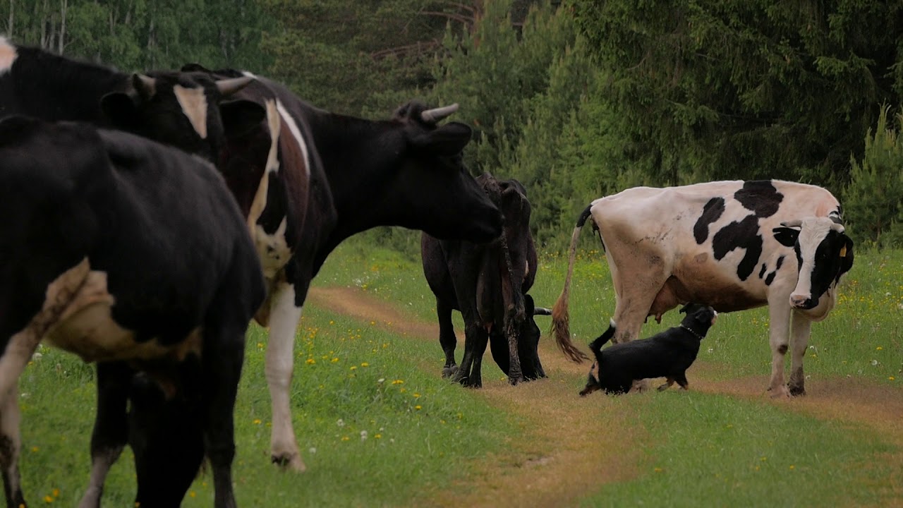 Entlebucher Sennenhund herding Cows