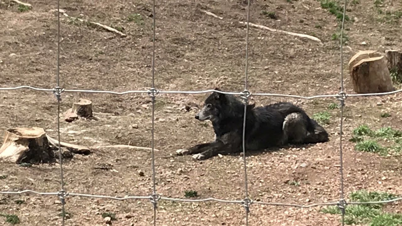 Colorado Wolf and Wildlife Center...We even howl with the wolves. Worth every second to watch!!!!!!!