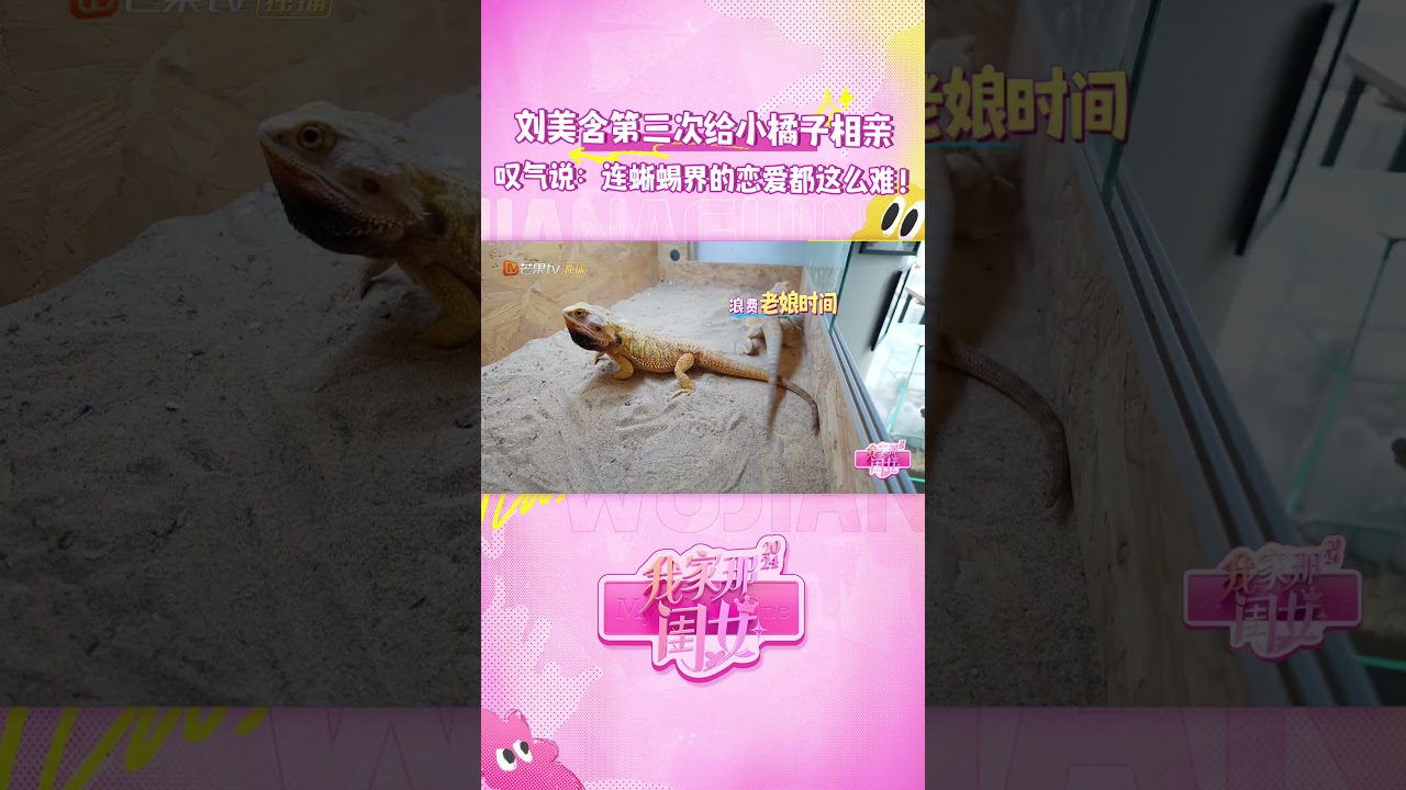 为爱宠操碎心的 #刘美含 给&ldquo;小橘子&rdquo;相亲发出疑问：难道连蜥蜴界的恋爱都这么难！#我家那闺女2024 #MyLittleOne2024 #shorts