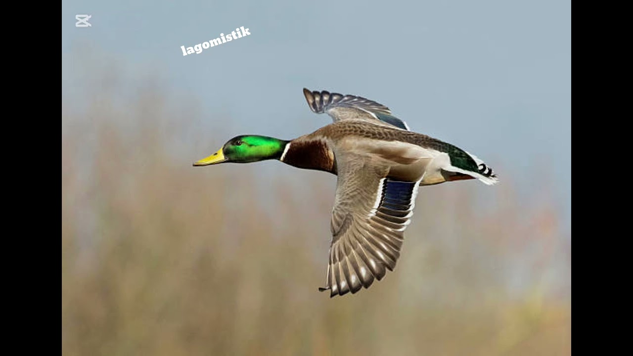 Avcılar için Ördek sesi 60 dakika, duck sounds