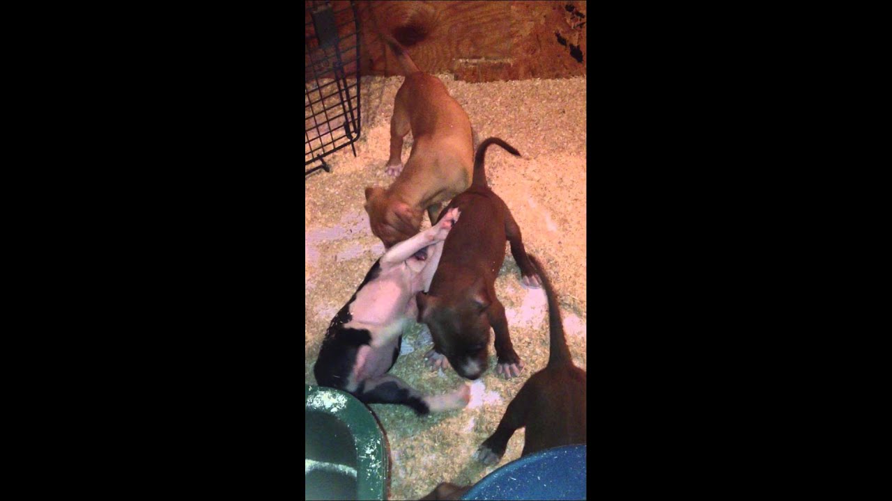 ELI BOYLES BOLIO REDBOY PUPPY