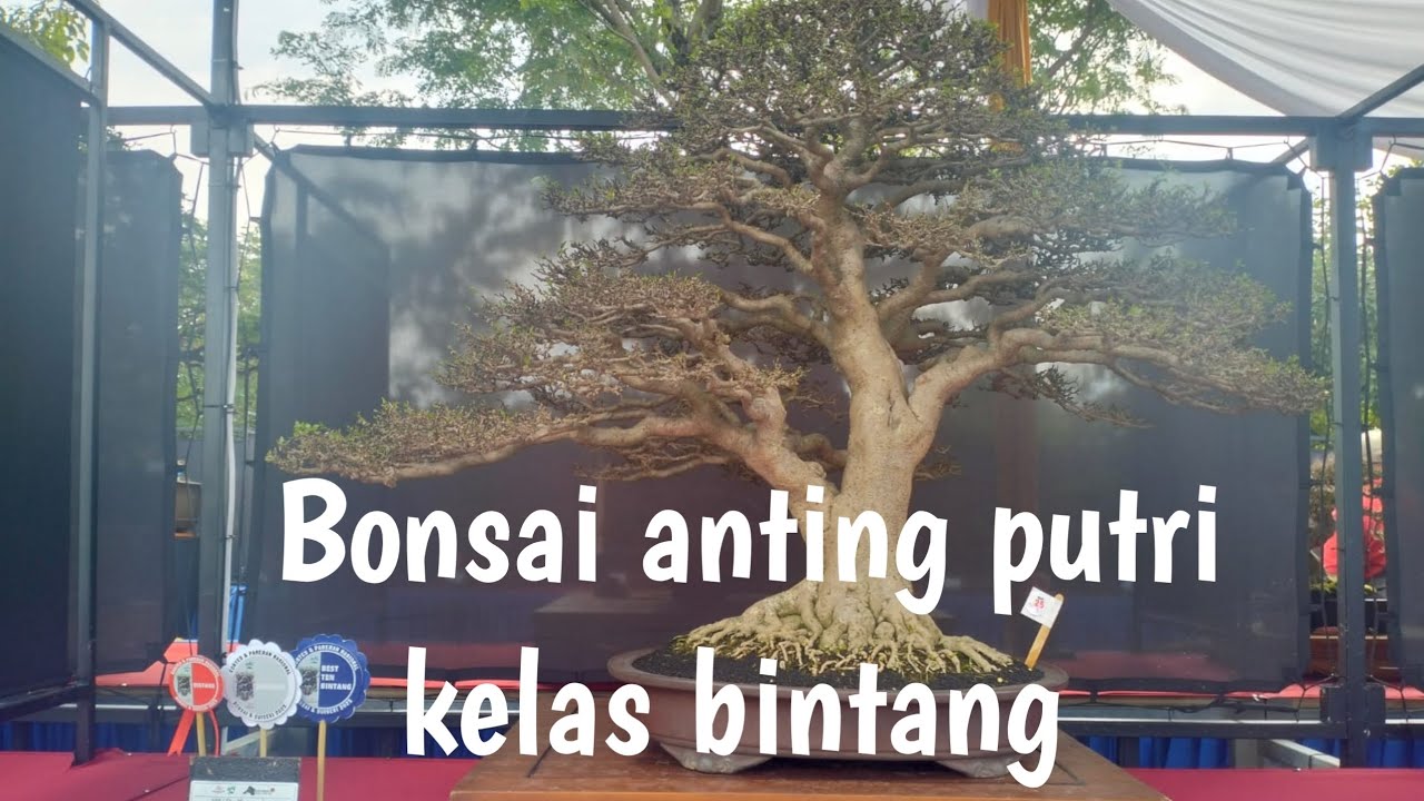 Bonsai anting putri #senibonsaiindonesia #bonsaiantingputrikelasbintang#fyp