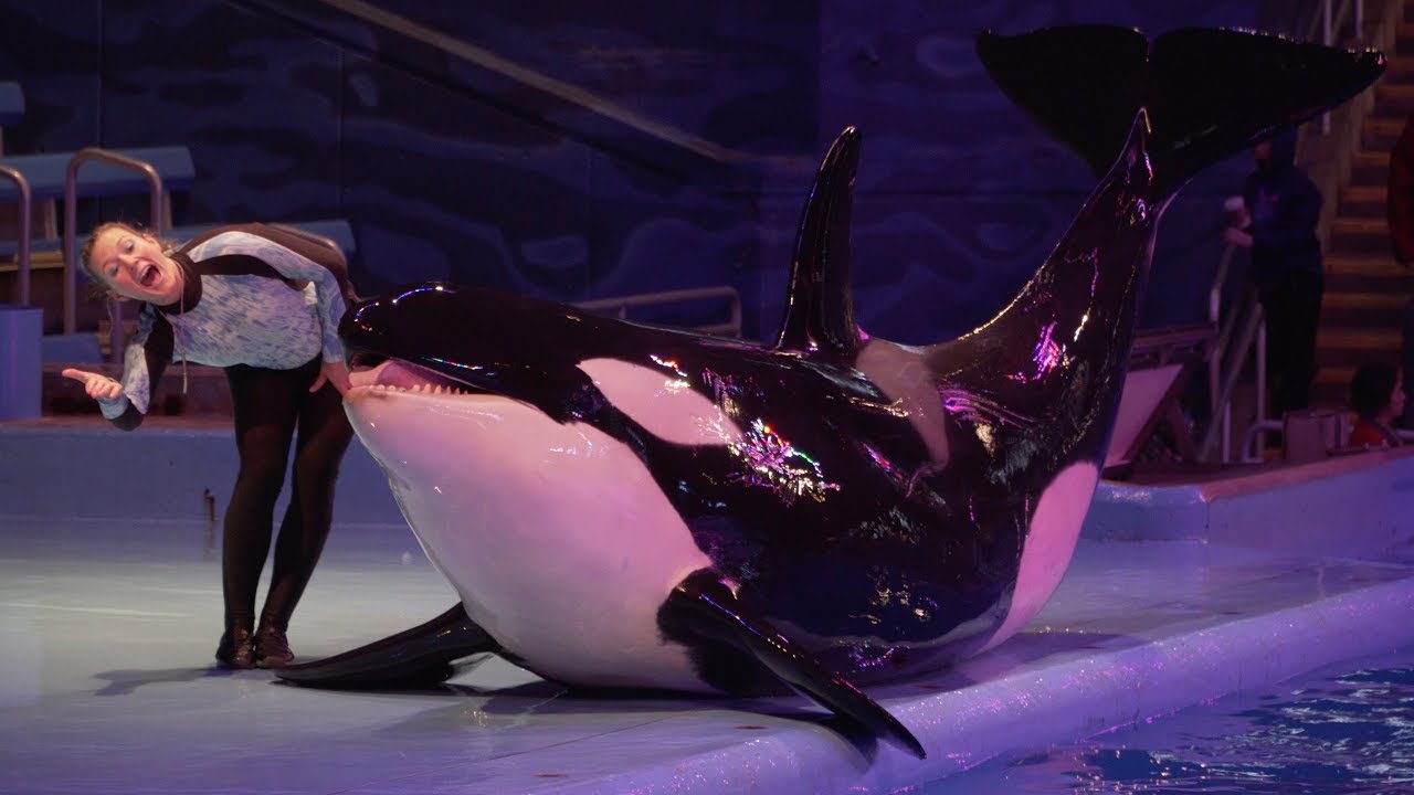 Shamu Christmas Miracles - SeaWorld San Antonio (11-19-18)
