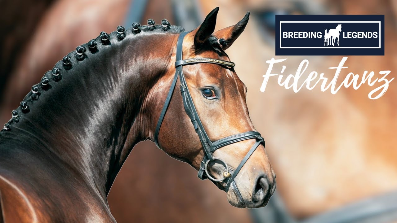 Breeding Legends | Fidertanz 🌟 | Der Werdegang eines Ausnahmehengstes 😍