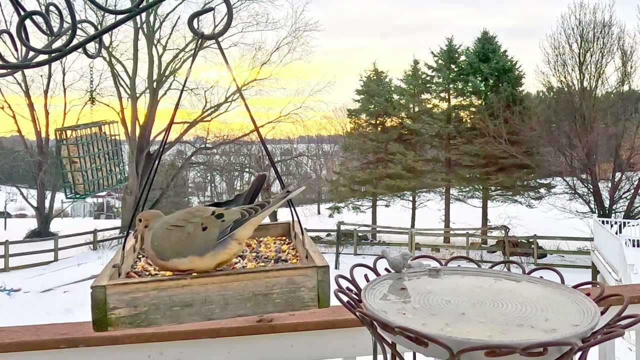 Bird Watching | Relaxing Bird Sounds For Anxiety | CAT TV Birds For Cats To Watch 