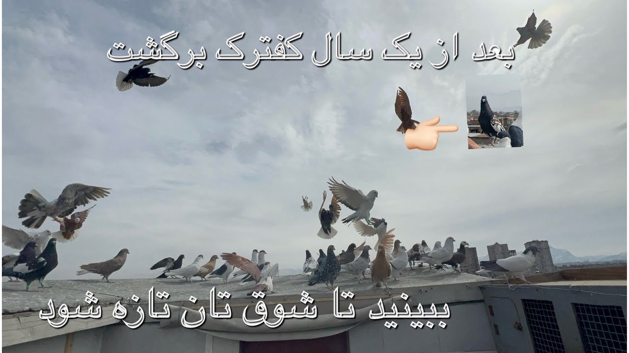 یک شوق سر بام تاماس جان بسیار خوش بود کفترک اش بعد از یک سال برگذشته 🥰