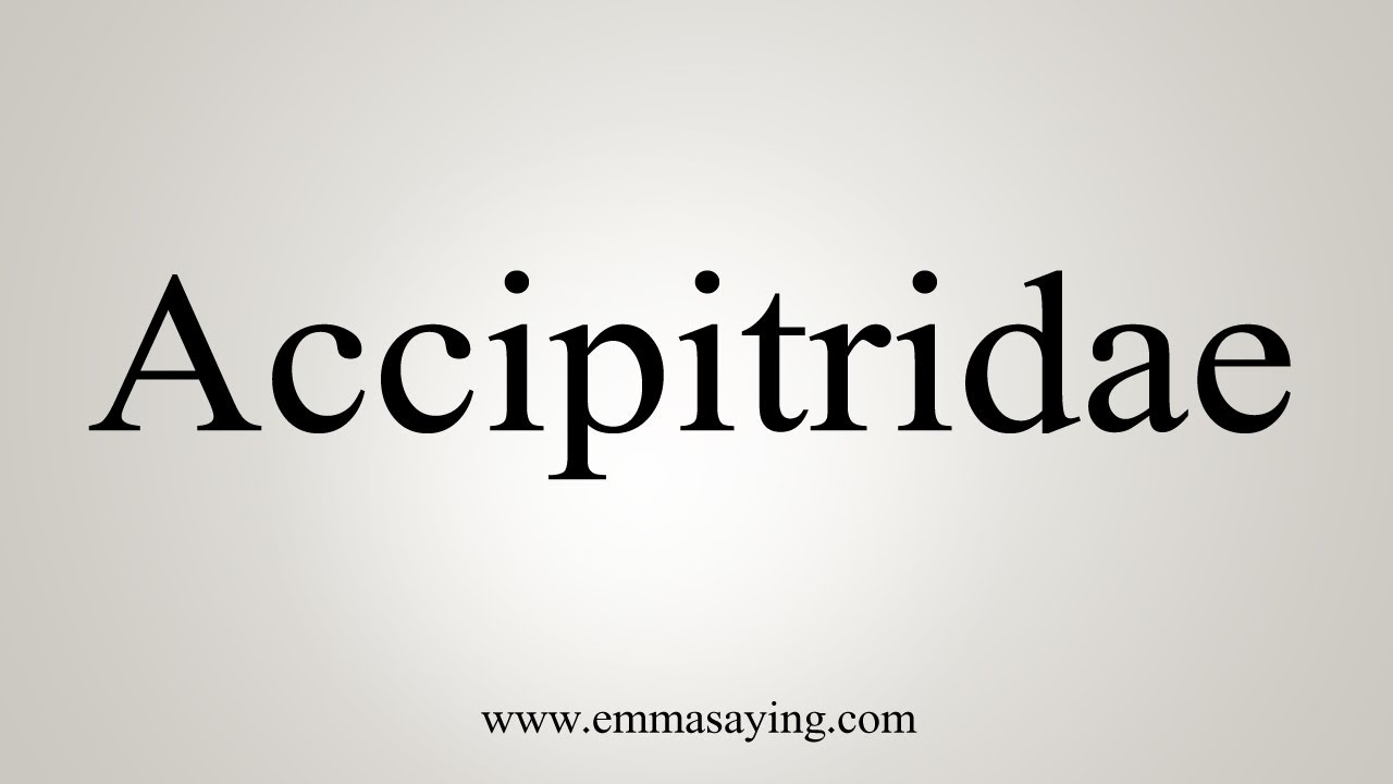 How To Say Accipitridae