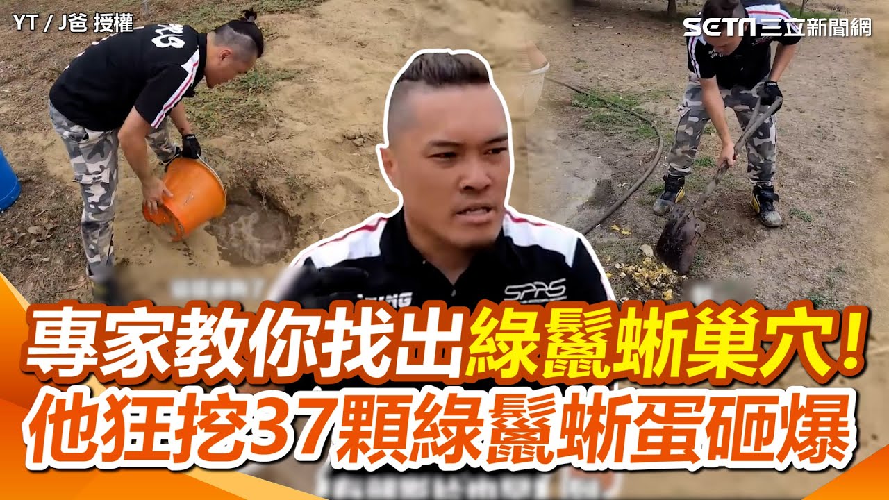專家教你找出綠鬣蜥巢穴！出現這腳印＋尾巴痕綠鬣蜥就在附近 他狂挖37顆綠鬣蜥蛋砸爆｜三立新聞網 SETN.com