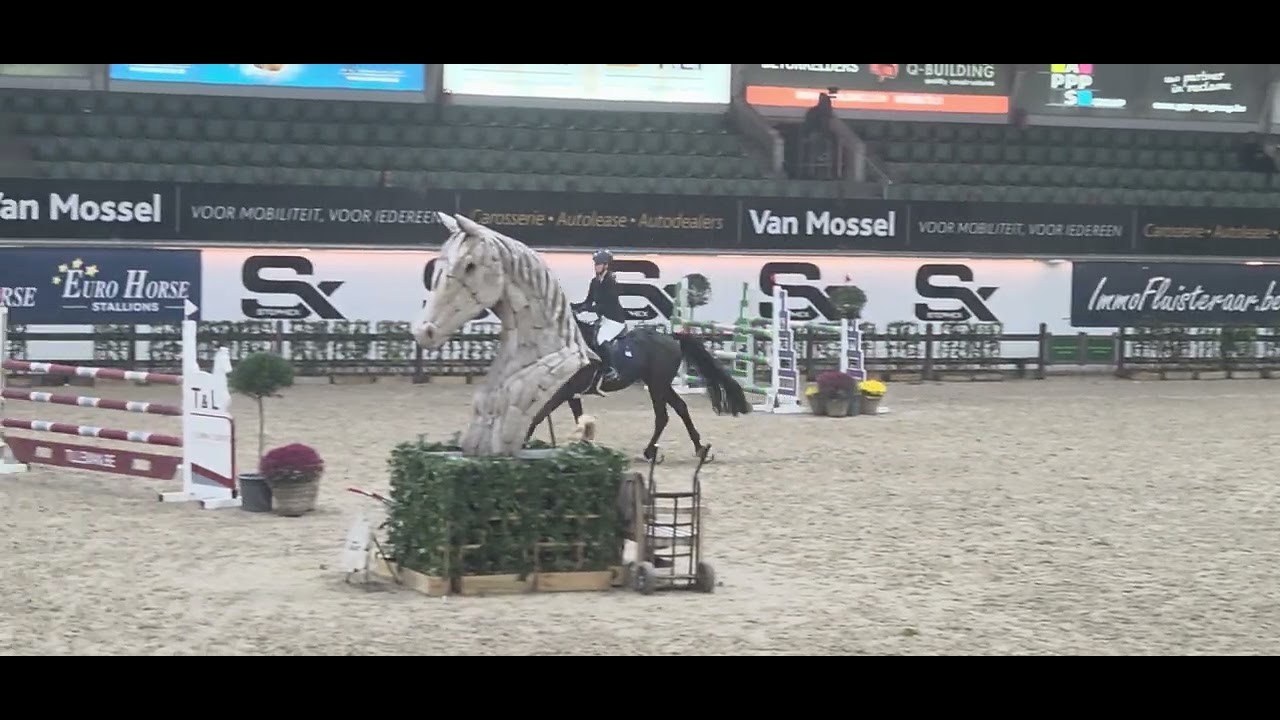 Invincible Van De Wijckhoeve Z (Ilias VH Vlasmeer x Warkant VH Gestelhof, 2018) clear in CSI* 1.20m