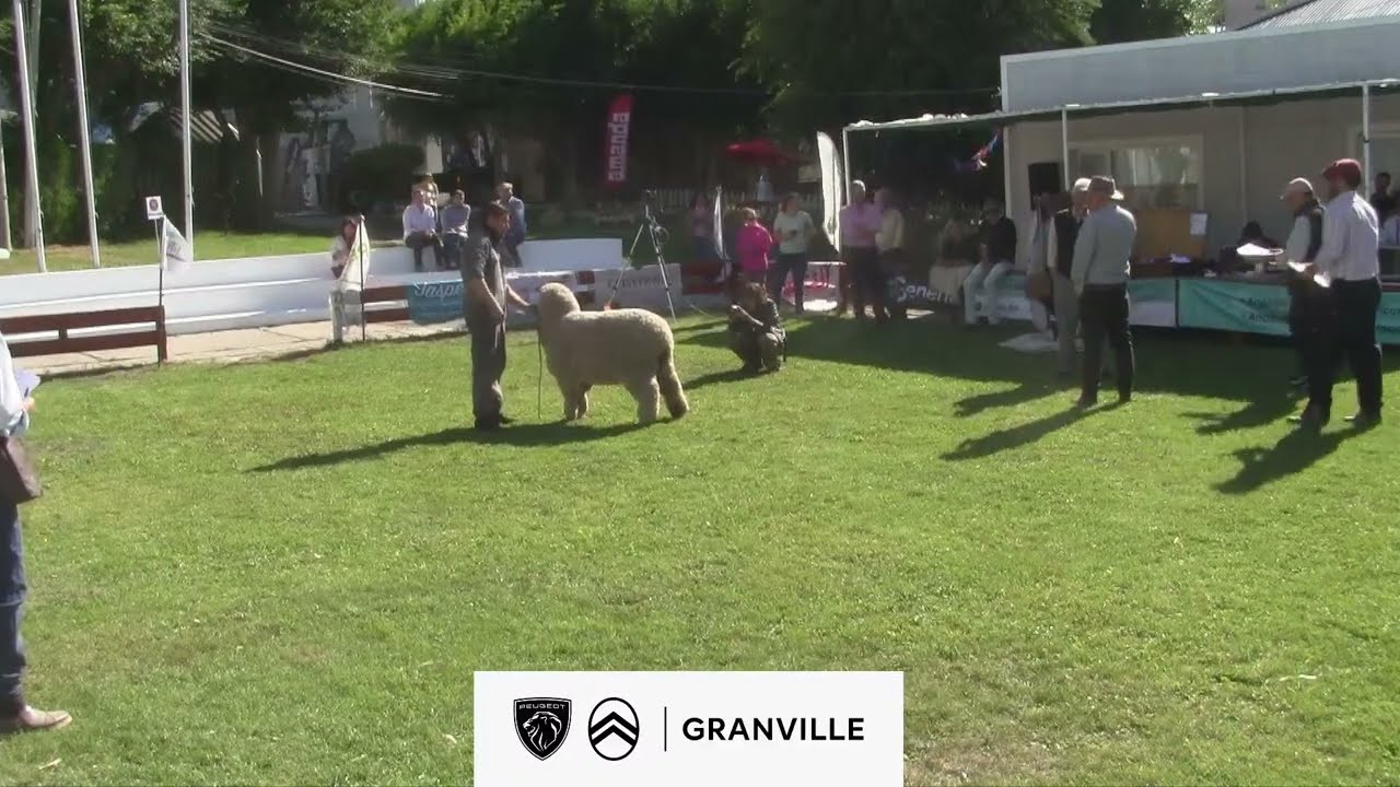 JURAS DE CLASIFICACIÓN 87° EXPOSICIÓN RURAL. - tURNO MAÑANA