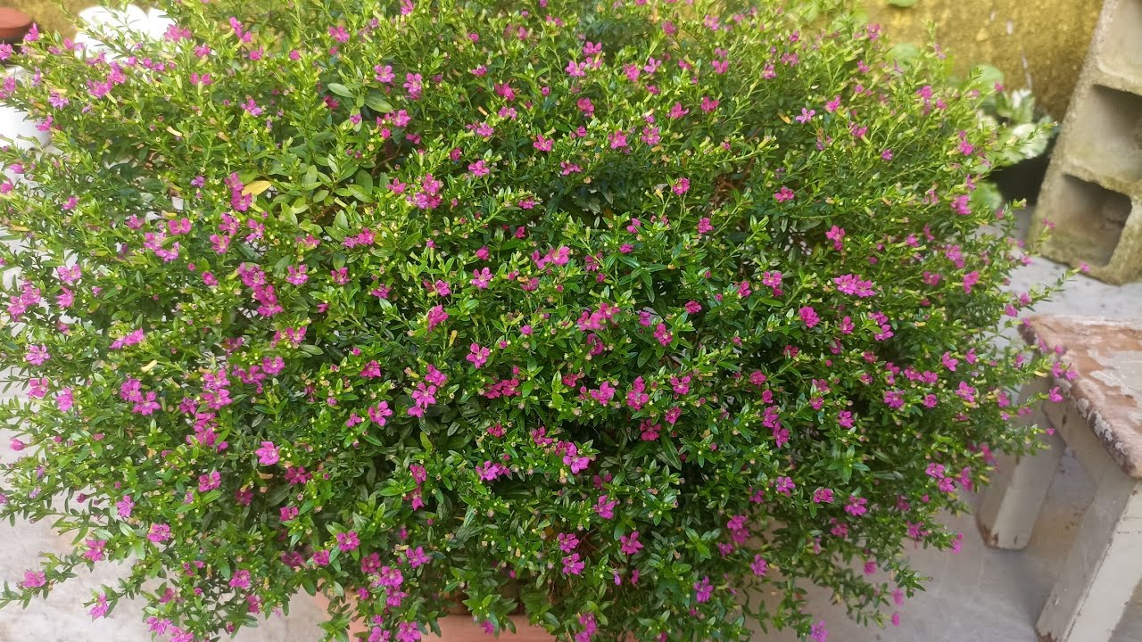Como Eu Cultivo Minha Planta Érica em Forma de Arvoreta Linda Como Está