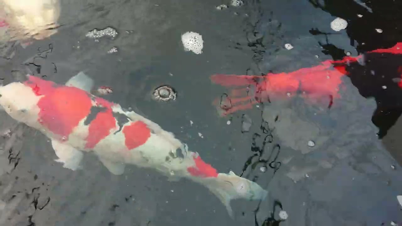 New year (Bank Holiday) open day at Avenue Fisheries Part 1 👍