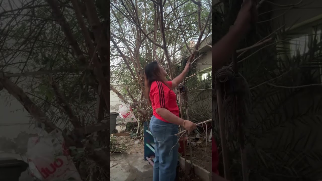 MaNangWeng Vlog is live! | trimming | cutting branches