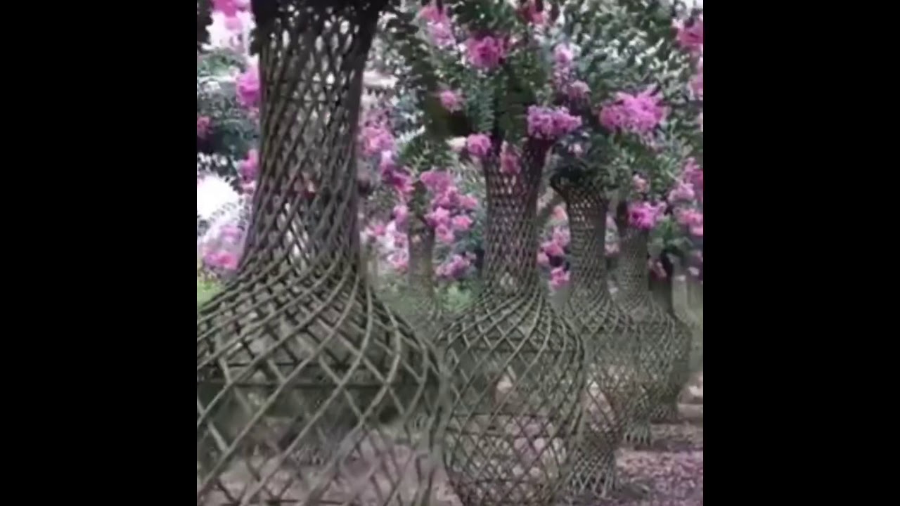 Living sculptures grown by shaping and fusing trunks
