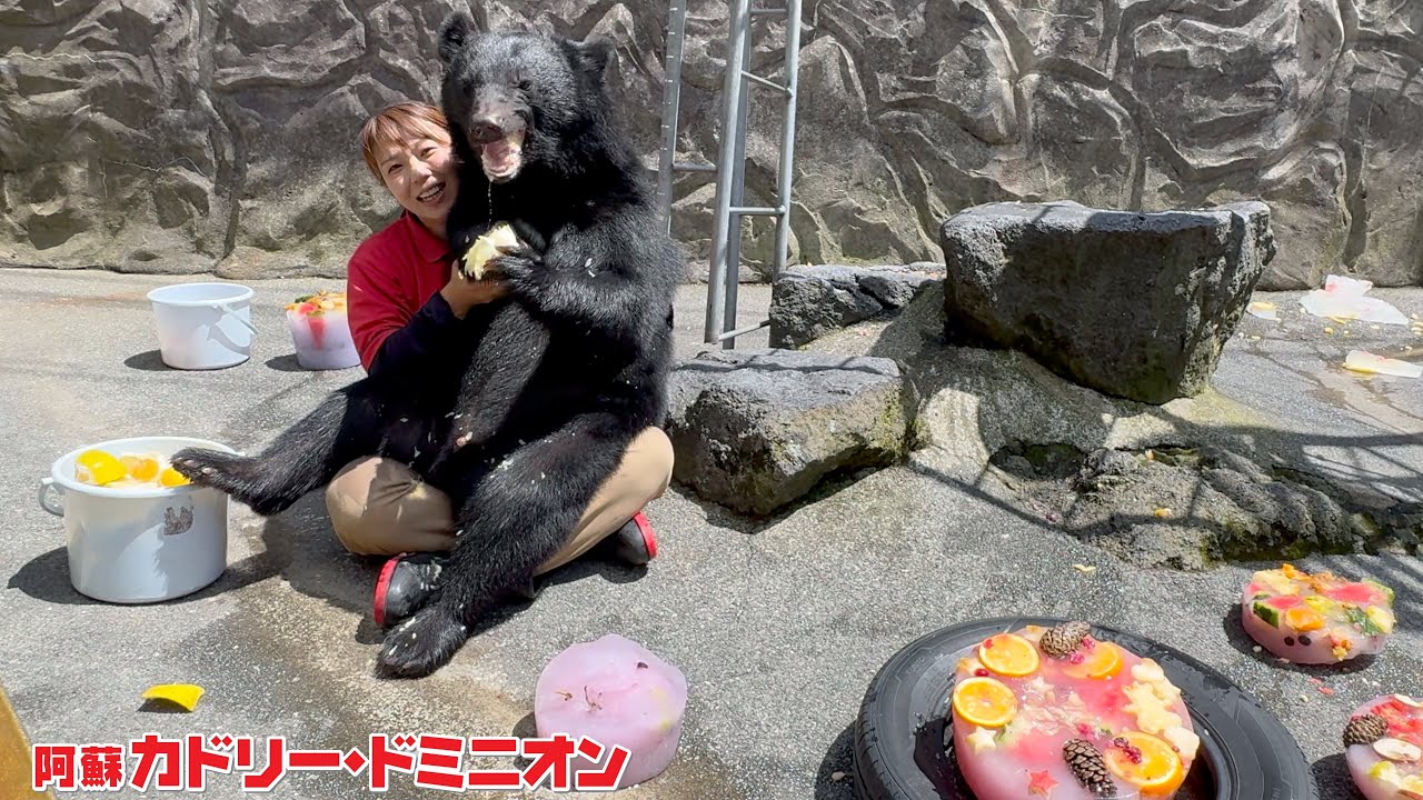 猛暑なので熊に氷でケーキを作ったら大好きな飼育員に甘えながら食べはじめました