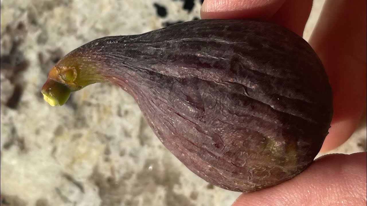 BEC DE PERDIU - recently introduced Montserrat Pons fig variety