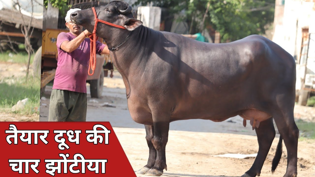 मोनवीर कुंडू की टॉप झोटिया, बस देखते ही रह जाओगे || Aryan Kundu Dairy Farm (9812930814)