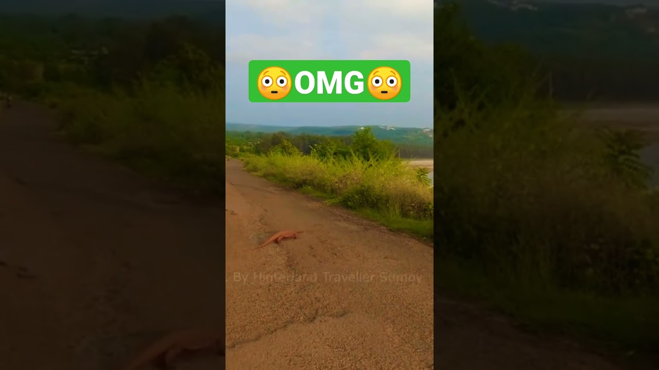 GIANT MONITOR LIZARD in Konkan Coastal Region #indiantraveller #kokantourism #konkantourism #shorts