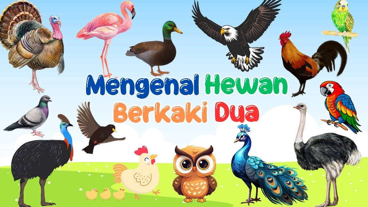 Belajar Mengenal Nama Hewan Berkaki 2 🦆🐦🐤🐓