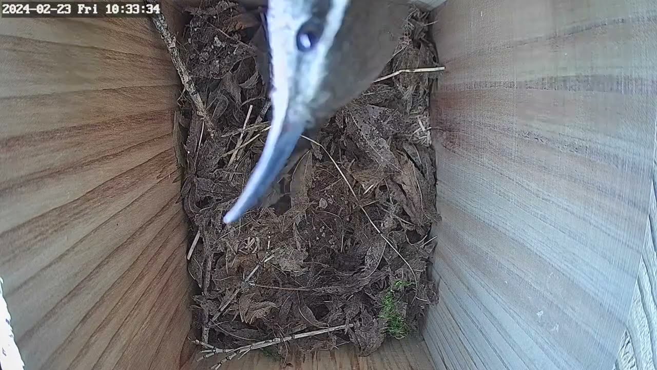 Day 2: Bewick's wren nest box